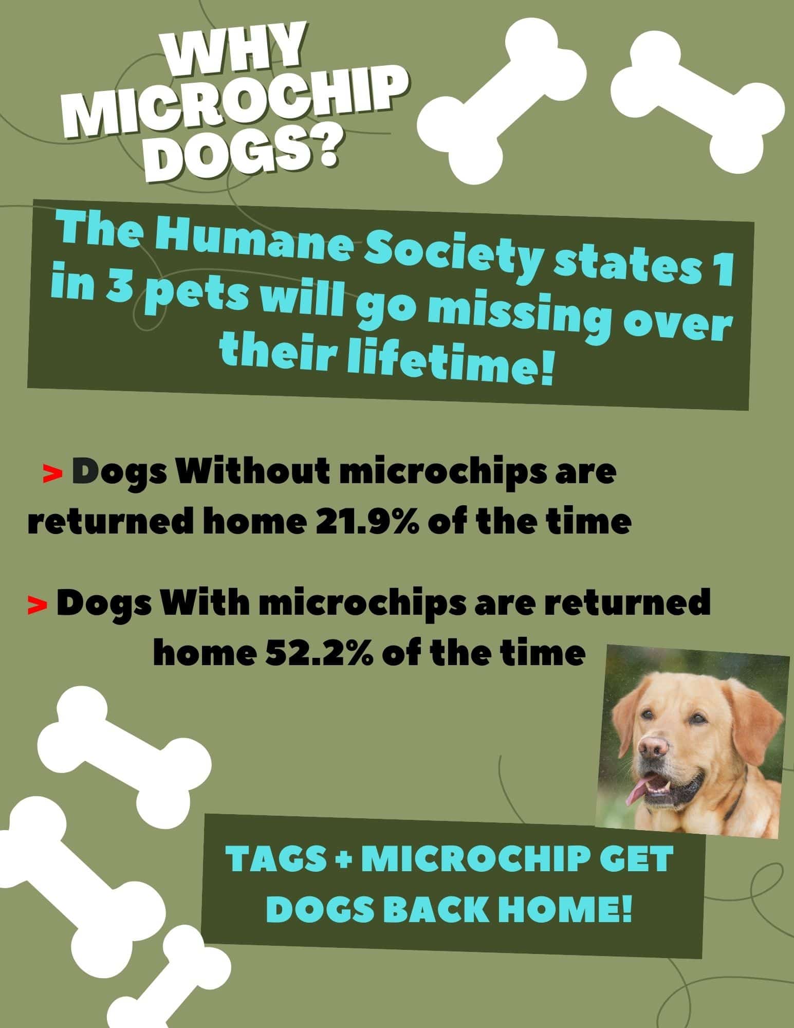 Microchipping Your Dog: Procedure, Costs, And Benefits