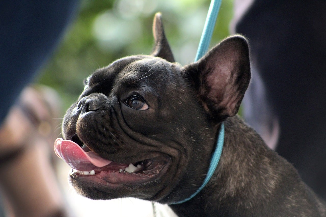 Smooth Walks Ahead: How To Train Your Puppy For Leash Discipline