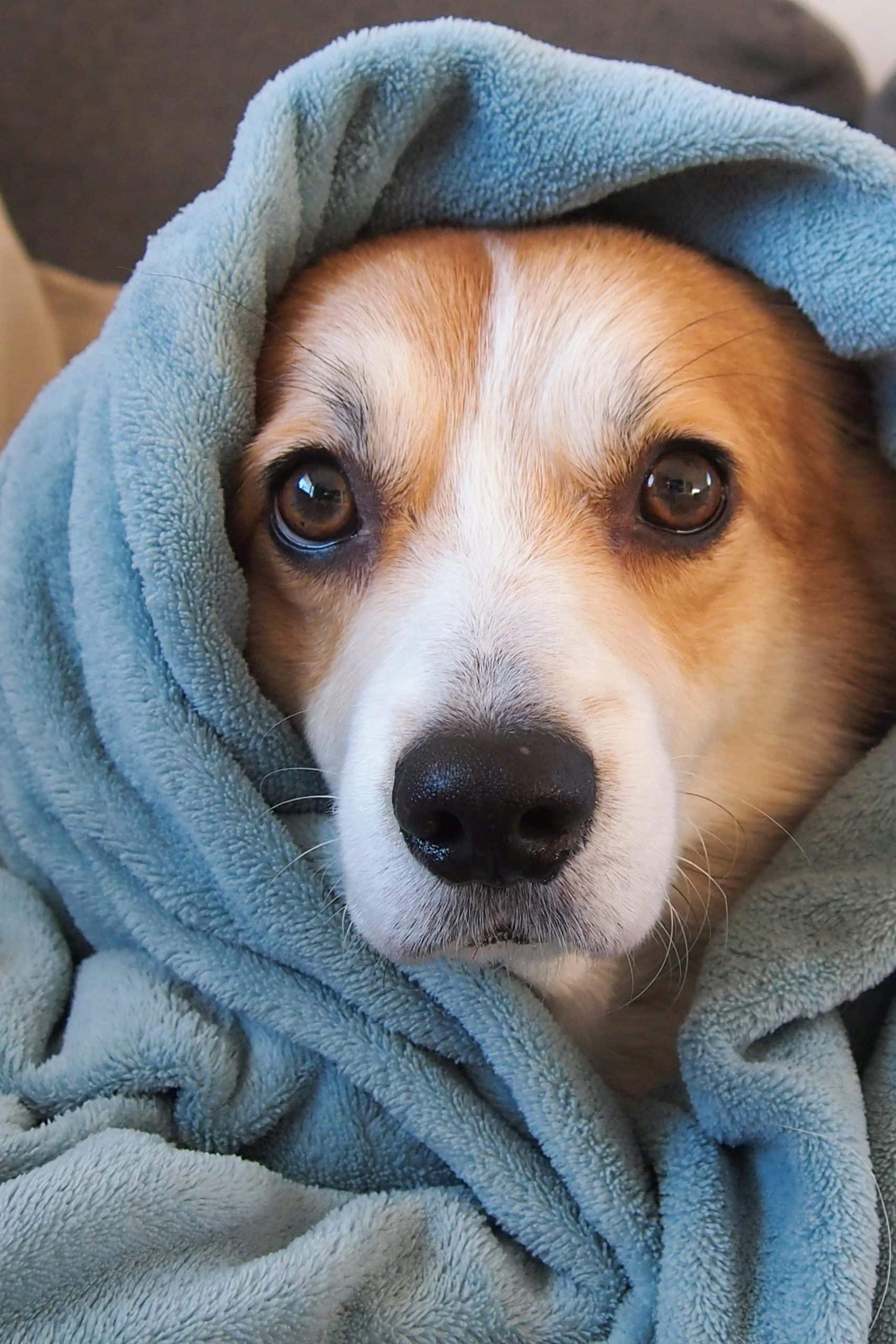 Socializing An Adult Dog With Other Pets