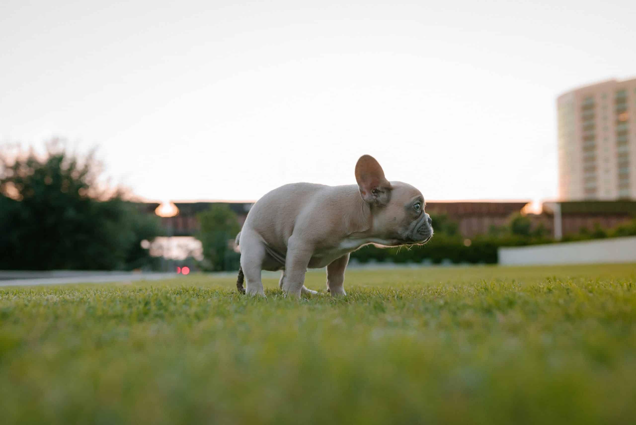 The Benefits Of Off-leash Dog Parks For Canine Socialization