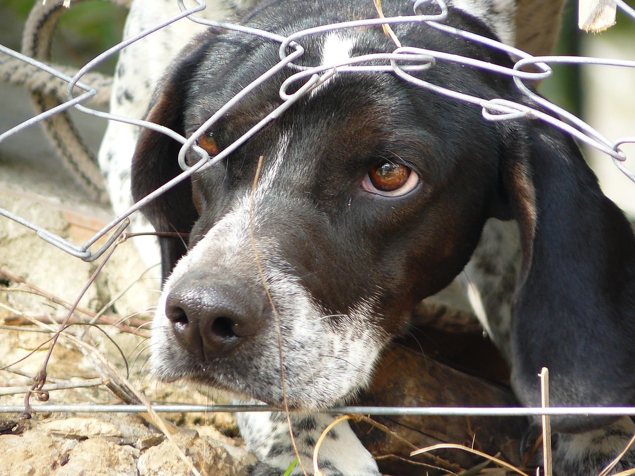 The Process Of Rehabilitating A Rescue Dog With A Troubled Past